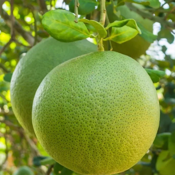 Bưởi Da Xanh