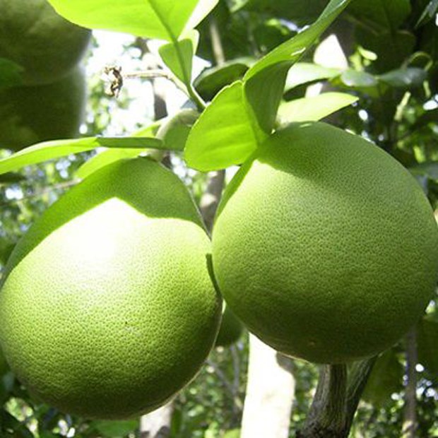 Bưởi Năm Roi