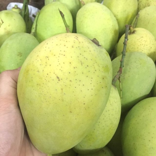 Xoài cát chu