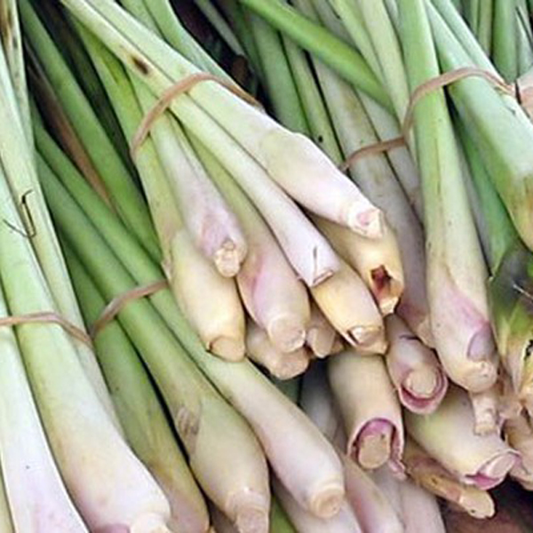 Cây Sả