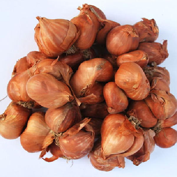 Củ Hành Bắc