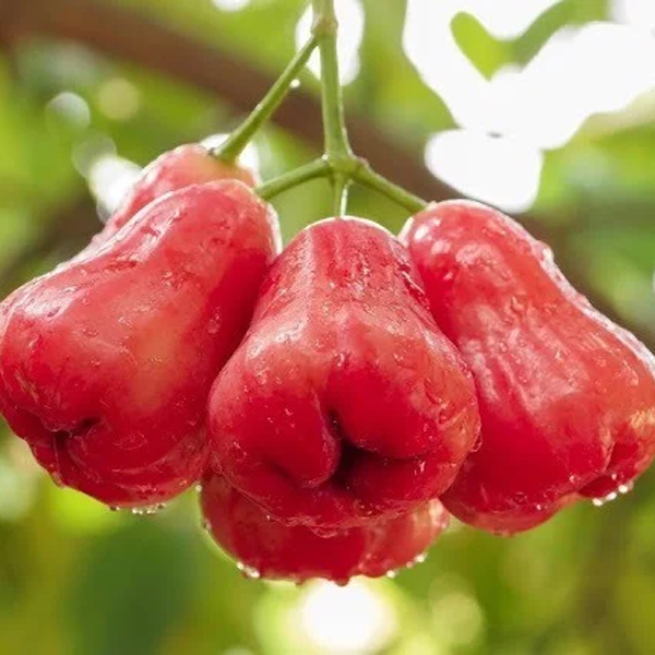 Mận An Phước