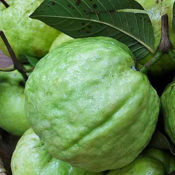 Ổi Nữ Hoàng