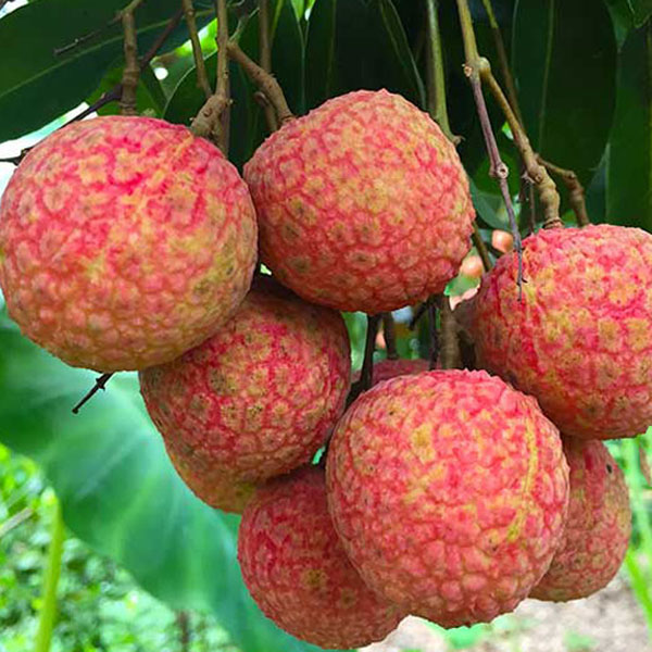 Vải Thiều