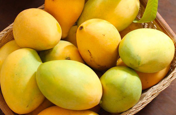Xoài cát hòa lộc