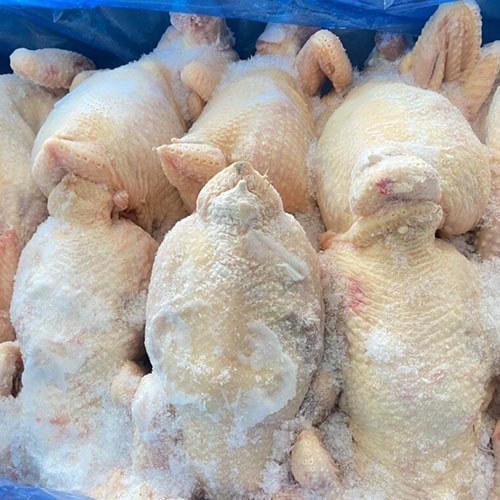 Gà nguyên con (12)