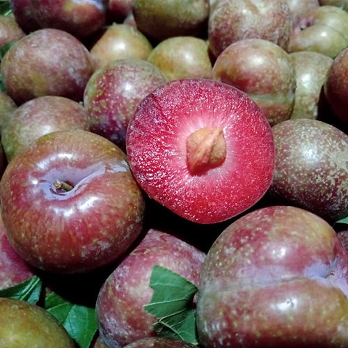 Mận hậu Mộc Châu