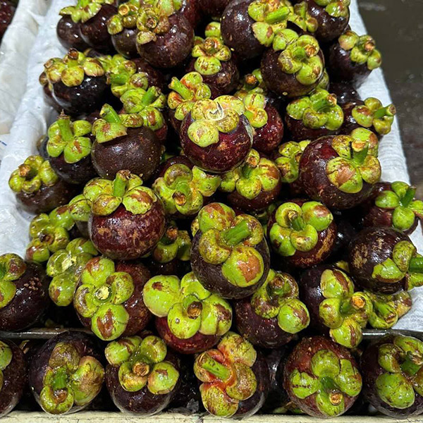 Măng cụt