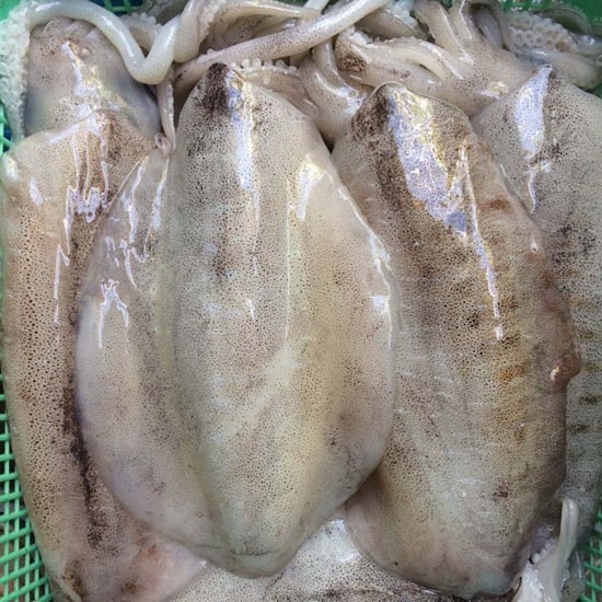 Mực Lá Câu Bờ Cấp Đông