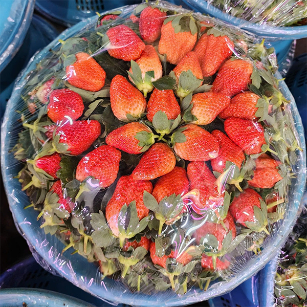 Dâu rổ đỏ 9kg