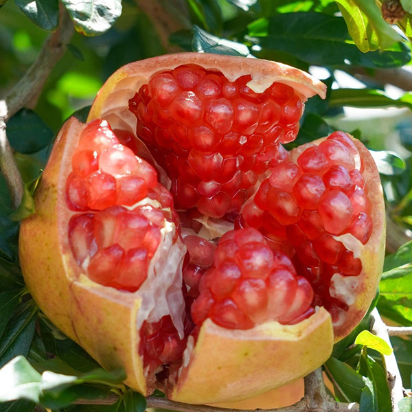 Lựu tứ xuyên