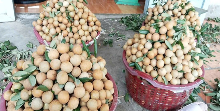 Vựa mãng cụt giá sỉ