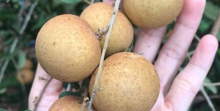 Vựa nhãn giá sỉ