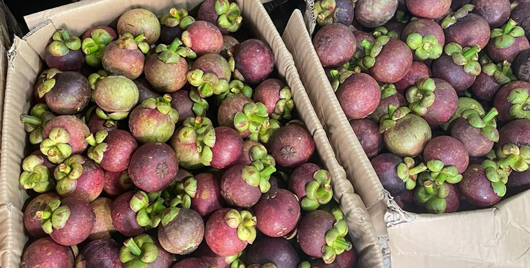 Vựa nhãn giá sỉ