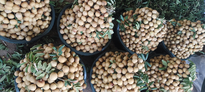 Vựa mãng cụt giá sỉ