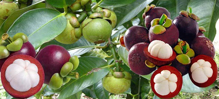Vựa mãng cụt giá sỉ