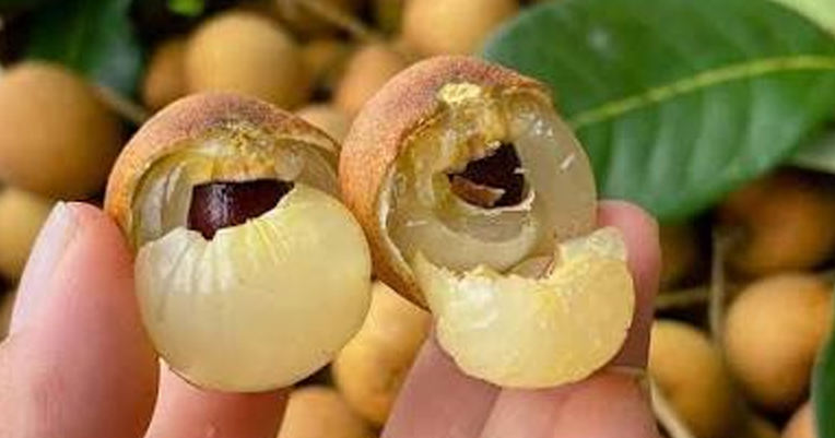 Hướng dẫn cách phân biệt nhãn bắp cải lai và nhãn bắp cải rặc