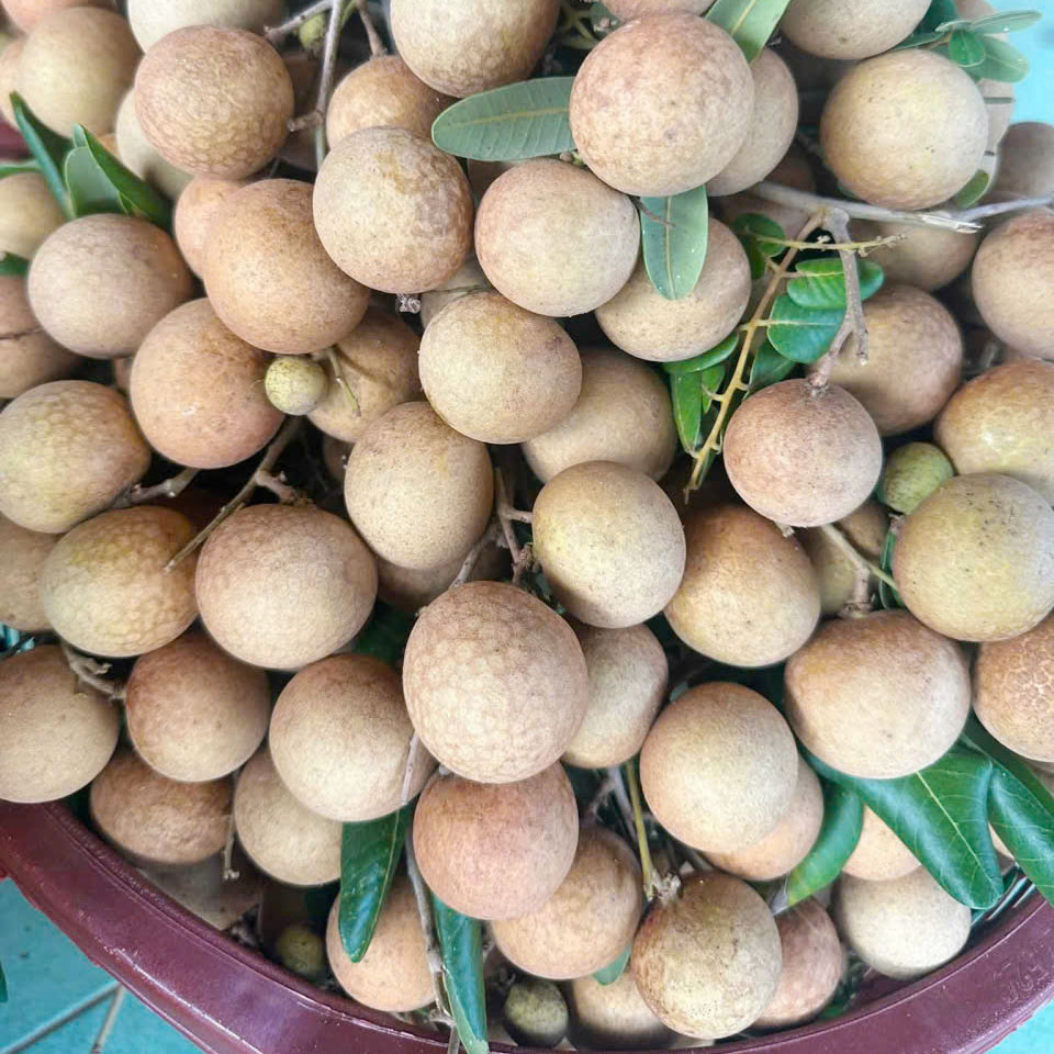 Nhãn Xuồng Vũng Tàu